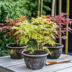 Acer Palmatum - Set Van 4 - Japanse Esdoorn - Pot 10,5Cm - Hoogte 25-40Cm-Brico Clearance