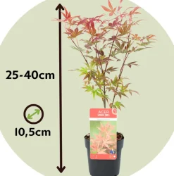 Acer Palmatum - Set Van 4 - Japanse Esdoorn - Pot 10,5Cm - Hoogte 25-40Cm-Brico Clearance