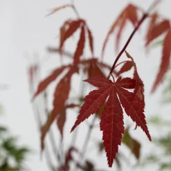 Acer Palmatum - Set Van 4 - Japanse Esdoorn - Pot 10,5Cm - Hoogte 25-40Cm-Brico Clearance