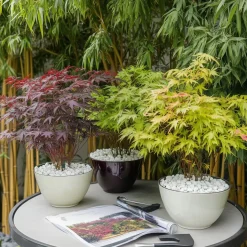 Acer Palmatum - Set Van 4 - Japanse Esdoorn - Pot 10,5Cm - Hoogte 25-40Cm-Brico Clearance