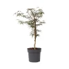 Acer Palmatum 'Garnet' - Japanse Esdoorn - Pot 19Cm - Hoogte 60-70Cm-Brico Online
