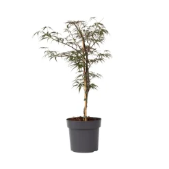 Acer Palmatum 'Garnet' - Japanse Esdoorn - Pot 19Cm - Hoogte 60-70Cm-Brico Online