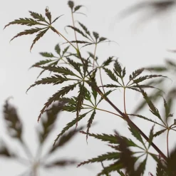 Acer Palmatum 'Garnet' - Japanse Esdoorn - Pot 19Cm - Hoogte 60-70Cm-Brico Online