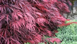 Acer Palmatum 'Garnet' - Japanse Esdoorn - Pot 19Cm - Hoogte 60-70Cm-Brico Online