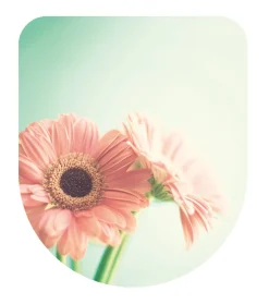 Brico Aquazuro Toiletzitting D-Vorm Bloem Duroplast Blauw