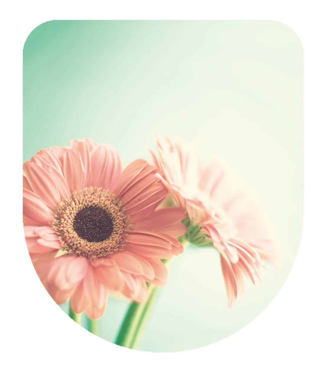 Brico Aquazuro Toiletzitting D-Vorm Bloem Duroplast Blauw