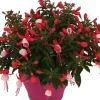 Bellenplant (Fuchsia) Diversen-Brico Hot