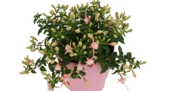 Bellenplant (Fuchsia) Diversen-Brico Hot