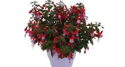 Bellenplant (Fuchsia) Diversen-Brico Hot