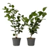 Camellia Japonica "Brushfield'S Yellow" - Roos - Pot 15Cm - Hoogte 50-60Cm-Brico Sale