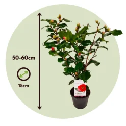 Camellia Japonica 