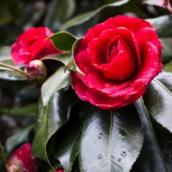 Camellia Japonica 