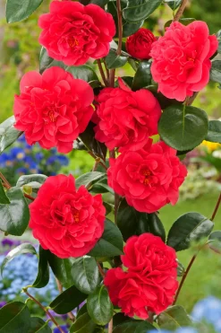 Camellia Japonica 