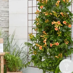 Campsis ‘Radicans 'Galen' – Klimplant – Trompetklimmer – Winterhard - 15 Cm – ↕60-70 Cm-Brico Outlet