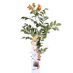 Campsis ‘Radicans 'Galen' – Klimplant – Trompetklimmer – Winterhard - 15 Cm – ↕60-70 Cm-Brico Outlet