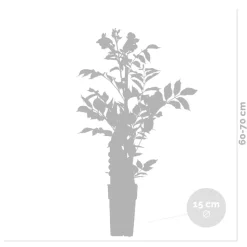 Campsis ‘Radicans 'Galen' – Klimplant – Trompetklimmer – Winterhard - 15 Cm – ↕60-70 Cm-Brico Outlet