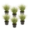 Carex Amazon Mist - Set Van 6 - Pot 10,5 - Hoogte 15-25Cm-Brico Hot