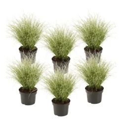 Carex Amazon Mist - Set Van 6 - Pot 10,5 - Hoogte 15-25Cm-Brico Hot