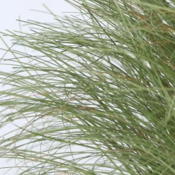 Carex Amazon Mist - Set Van 6 - Pot 10,5 - Hoogte 15-25Cm-Brico Hot