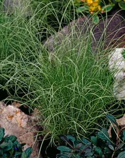 Carex Amazon Mist - Set Van 6 - Pot 10,5 - Hoogte 15-25Cm-Brico Hot