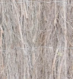 Central Park Balkonscherm Volle Bamboematten 1,5X5M-Brico Clearance