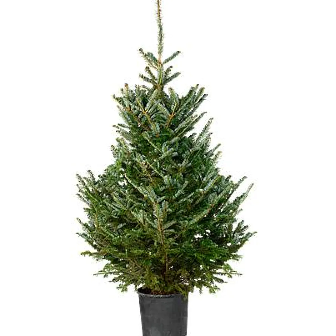 Brico Central Park Fraserspar 150-175Cm Outlet