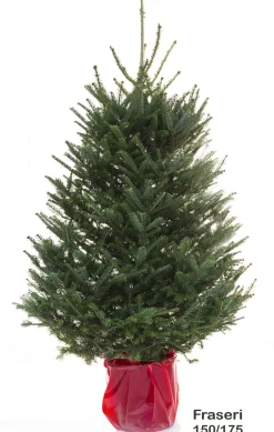 Brico Central Park Fraserspar 150-175Cm Outlet