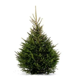 Brico Central Park Kerstboom Epicea 150-175Cm Online