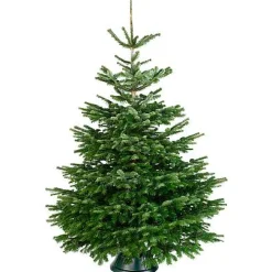 Brico Central Park Kerstboom Nordmann 150-175Cm Best