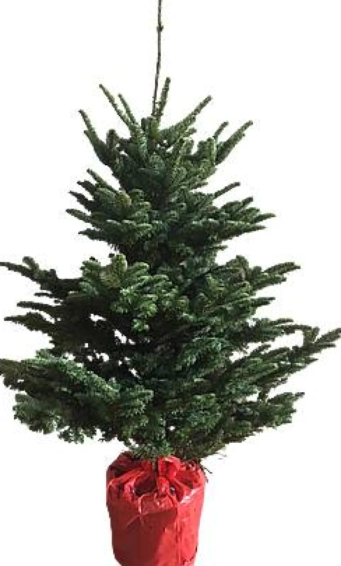 Brico Central Park Kerstboom Nobilis 125-150Cm Outlet