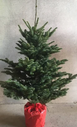 Brico Central Park Kerstboom Nobilis 125-150Cm Outlet