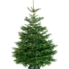 Brico Central Park Kerstboom Nordmann 80-100Cm Online