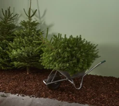 Brico Central Park Kerstboom Nordmann 80-100Cm Online