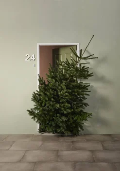Brico Central Park Kerstboom Nordmann 200-250Cm New