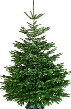 Brico Central Park Kerstboom Nordmann 175-200Cm Discount