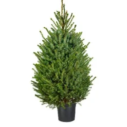 Brico Central Park Kerstboom Omorika 150-175Cm Hot