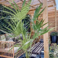Chamaerops Humilis – Europese Dwergpalm – Palm – Winterhard - 15 Cm - ↕40-50 Cm-Brico Best