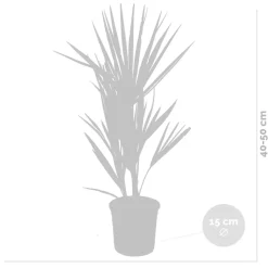 Chamaerops Humilis – Europese Dwergpalm – Palm – Winterhard - 15 Cm - ↕40-50 Cm-Brico Best