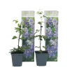 Clematis Taiga - Set Van 2 - Winterharde Klimplanten - Pot 9Cm - Hoogte 25-40Cm-Brico Online