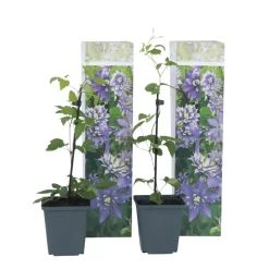 Clematis Taiga - Set Van 2 - Winterharde Klimplanten - Pot 9Cm - Hoogte 25-40Cm-Brico Online