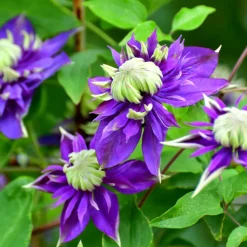 Clematis Taiga - Set Van 2 - Winterharde Klimplanten - Pot 9Cm - Hoogte 25-40Cm-Brico Online
