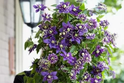 Clematis Taiga - Set Van 2 - Winterharde Klimplanten - Pot 9Cm - Hoogte 25-40Cm-Brico Online