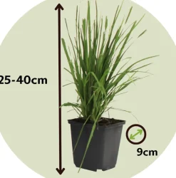 Cortaderia Selloana - Set Van 3 - Siergras - Roze - Pot 9Cm - Hoogte 25-40Cm-Brico Clearance