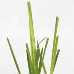 Cortaderia Selloana - Set Van 3 - Siergras - Roze - Pot 9Cm - Hoogte 25-40Cm-Brico Clearance