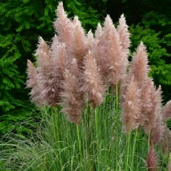 Cortaderia Selloana - Set Van 3 - Siergras - Roze - Pot 9Cm - Hoogte 25-40Cm-Brico Clearance