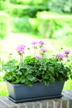 Elho Balkonbak Barcelona 70Cm Antraciet-Brico Outlet