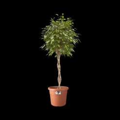 Elho Bloempot Algarve Cilindro Rond O21Cm Terra-Brico Hot