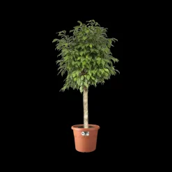 Elho Bloempot Algarve Cilindro Rond O35Cm Terra-Brico New