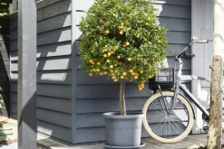 Elho Bloempot Algarve Cilindro Rond O30Cm Antraciet-Brico New