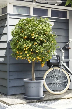 Elho Bloempot Algarve Cilindro Rond O30Cm Antraciet-Brico New